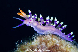 This Flabellina exoptata nudibranch just pose for me, wit... by Sandrady Irwan 
